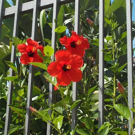 L'asfodelo Bed & Breakfast 3*